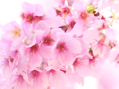 新宿御苑の桜　Ⅵ