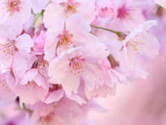 新宿御苑の桜　Ⅳ