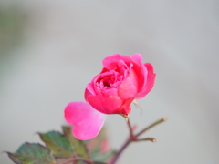 アメリカ山公園の小っちゃいバラの花　Ⅰ