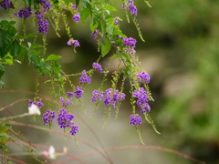 デュランタの花が咲いて居る