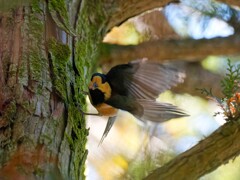 木の実を貯蔵しに行くヤマガラちゃんかな？　　四人のオフ会　昭和記念公園