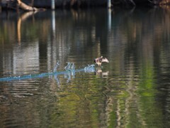 カンムリツブリさんに追われて水面を猛スピードで走るカイツブリさんⅡ