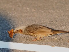伊香保温泉　ヒヨドリの朝食