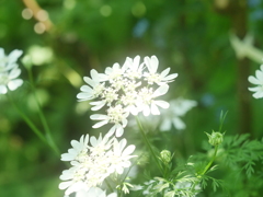 イングリッシュガーデンより　白い小さなお花