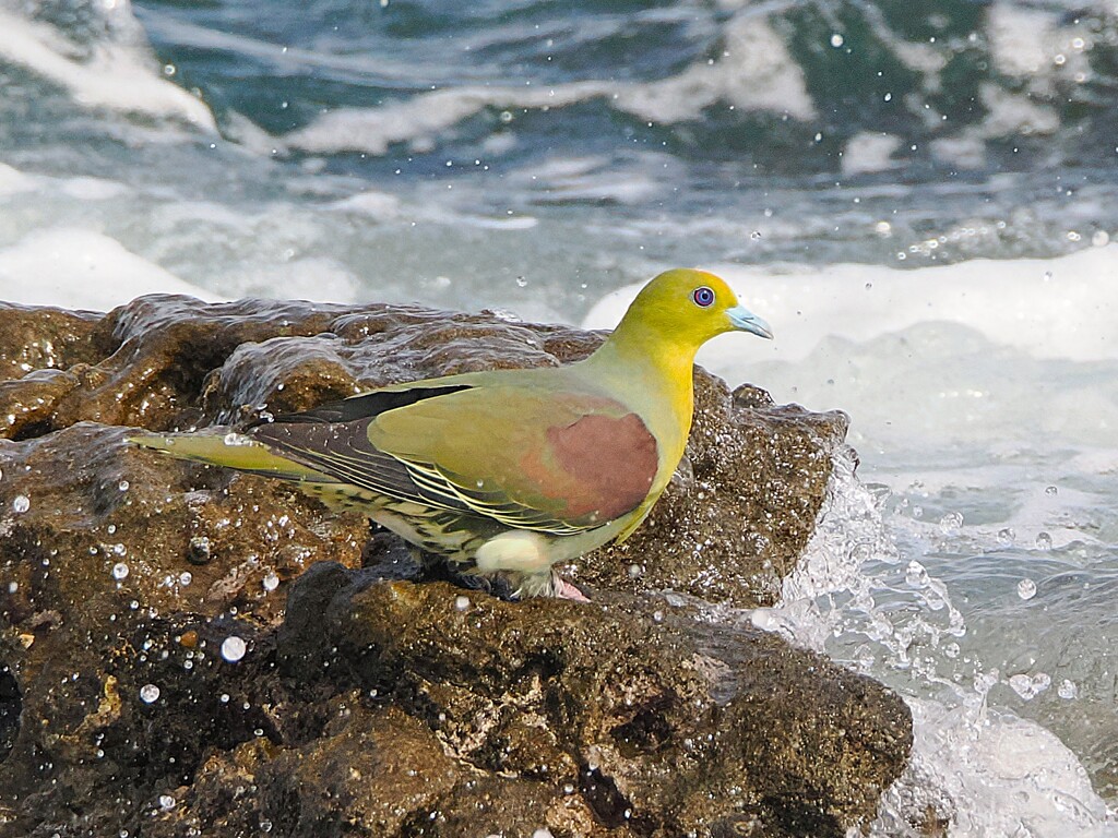  いそべぇ（アオバト）