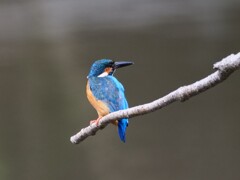 ねじれカワちゃんの飛び出し　ワン