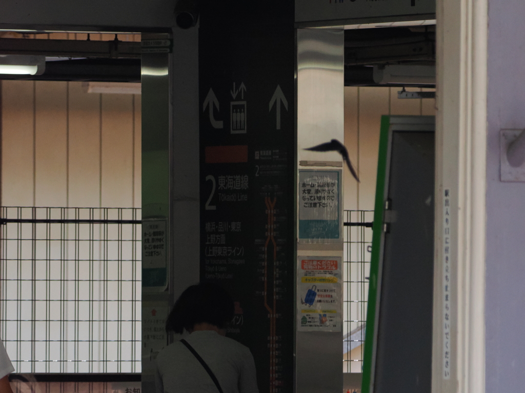 大磯駅構内の我が子へ急ぐツバメちゃん　⑨