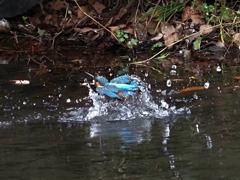 カワちゃん水面飛び出し　その２