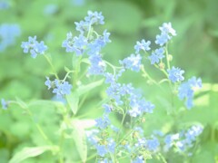 イングリッシュガーデンより　青い小さな花
