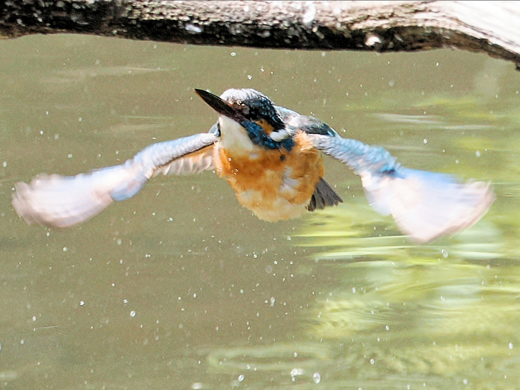 久しぶりのカワセミ三昧③　1.4コンバータを付けました。