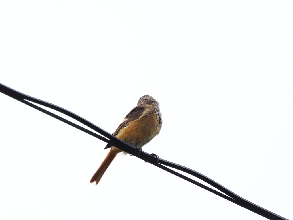 ジョウビタキ幼鳥　くるりんぱ③　　伊那市高遠城址公園にて