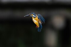 ホバリング　Ⅳ
