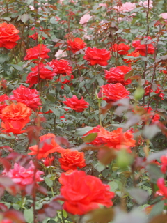 神代植物園　秋薔薇フェスタ　　園内散歩