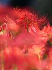 凛々しい曼殊沙華　　西方寺より