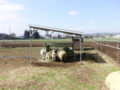 可愛い子羊と、ヤギ　　お食事中かな