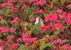 赤そばの花に舞う蝶々さん　　オフ会中