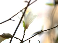 こぶし