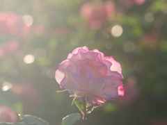 モダンな夕景のバラ　港の見える丘公園　薔薇園