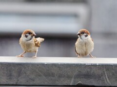 会話   　ねえねえ、貴方は大きく成ったら何になるの？　僕・・・・・・・雀！