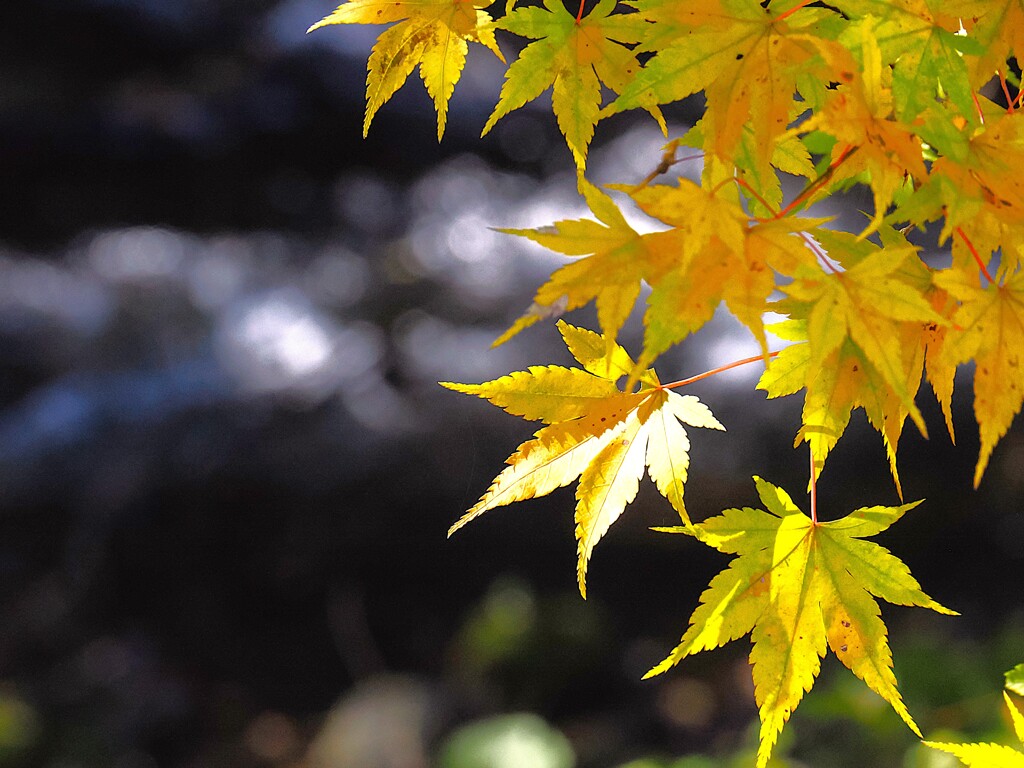 静かな沢で見る黄色いもみじも良いものだ　　箕輪もみじ湖周辺