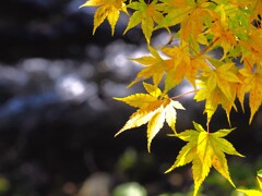 静かな沢で見る黄色いもみじも良いものだ　　箕輪もみじ湖周辺