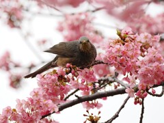 CMさんも、ペロペロと舐めてみる？　花ラッパの方が味わえるかも。