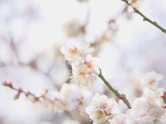 春の音連れ