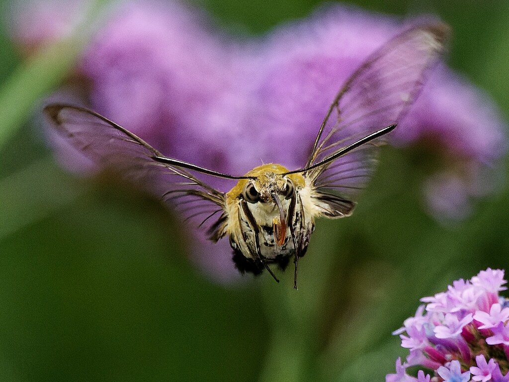 オオスカシバがやって来た　②