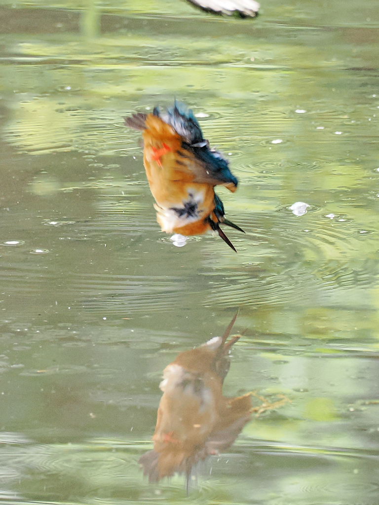 カワセミ三昧　五日目　美味しい魚も食べたし体を綺麗に洗うぞ！