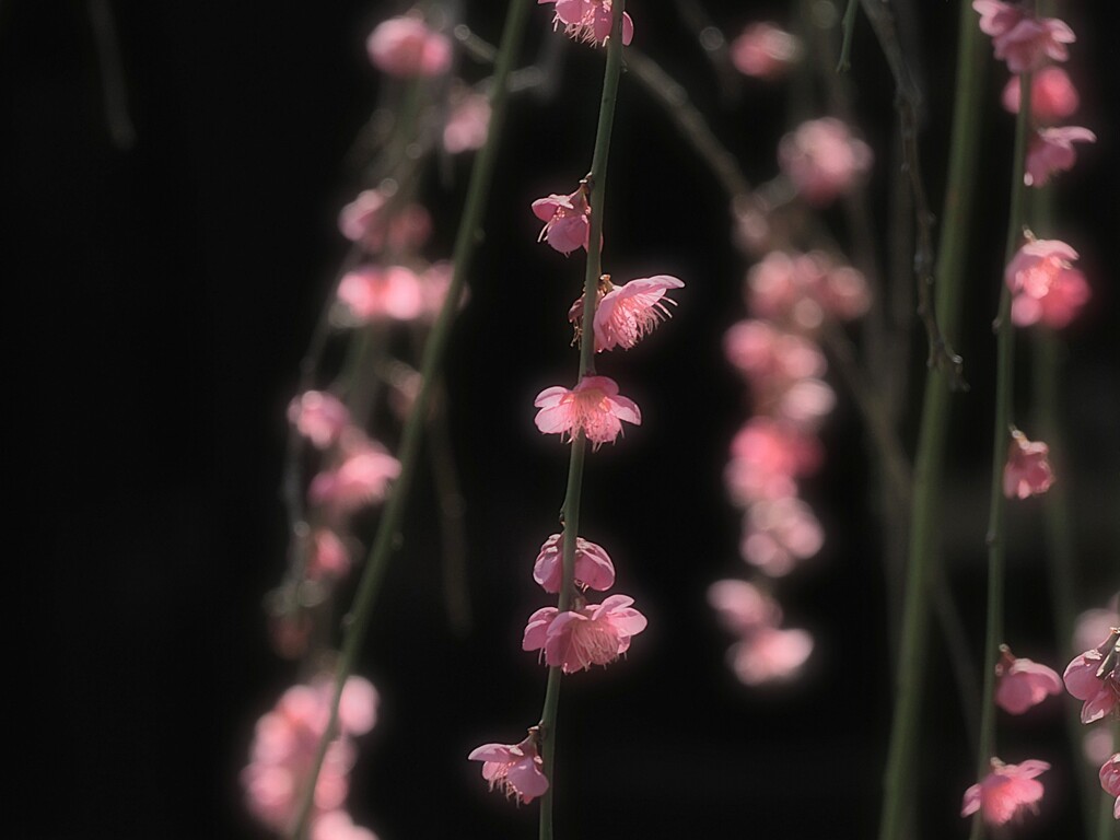 枝垂れ紅梅
