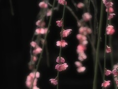 枝垂れ紅梅