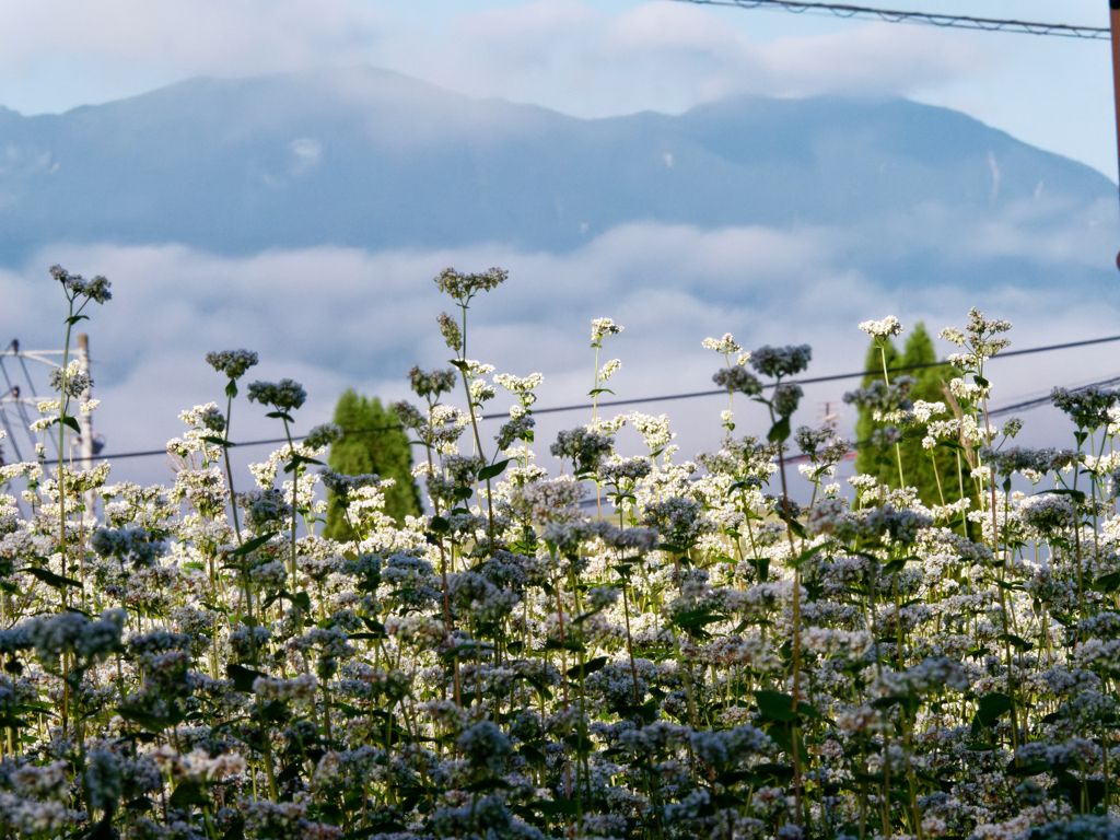 蕎麦の花と中央アルプス