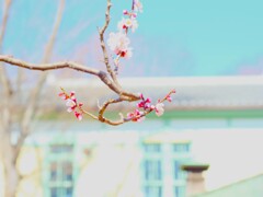 府中　郷土の森公園の梅