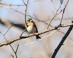 アトリさん発見　②