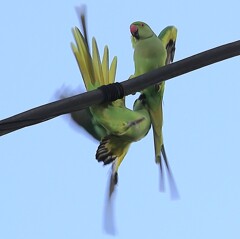 スクープ‼　　 今朝のズッコケ　ワカケホンセイインコ