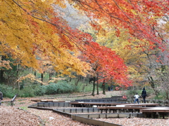 2020年12月13日の紅葉　その１