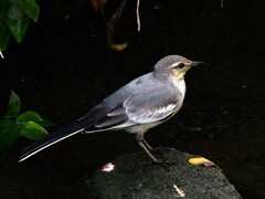 本日メンテナンスが終わったG9プロⅡでの撮影　セキレイの幼鳥ちゃん
