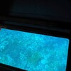 グラスボートの底　川平湾　途中ウミガメも見た