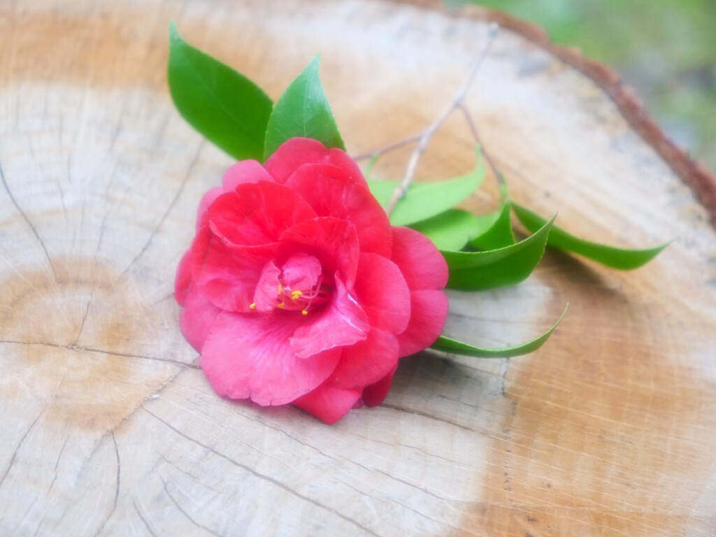 椿