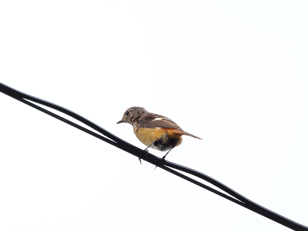 ジョウビタキ幼鳥　くるりんぱ⑦　　伊那市高遠城址公園にて