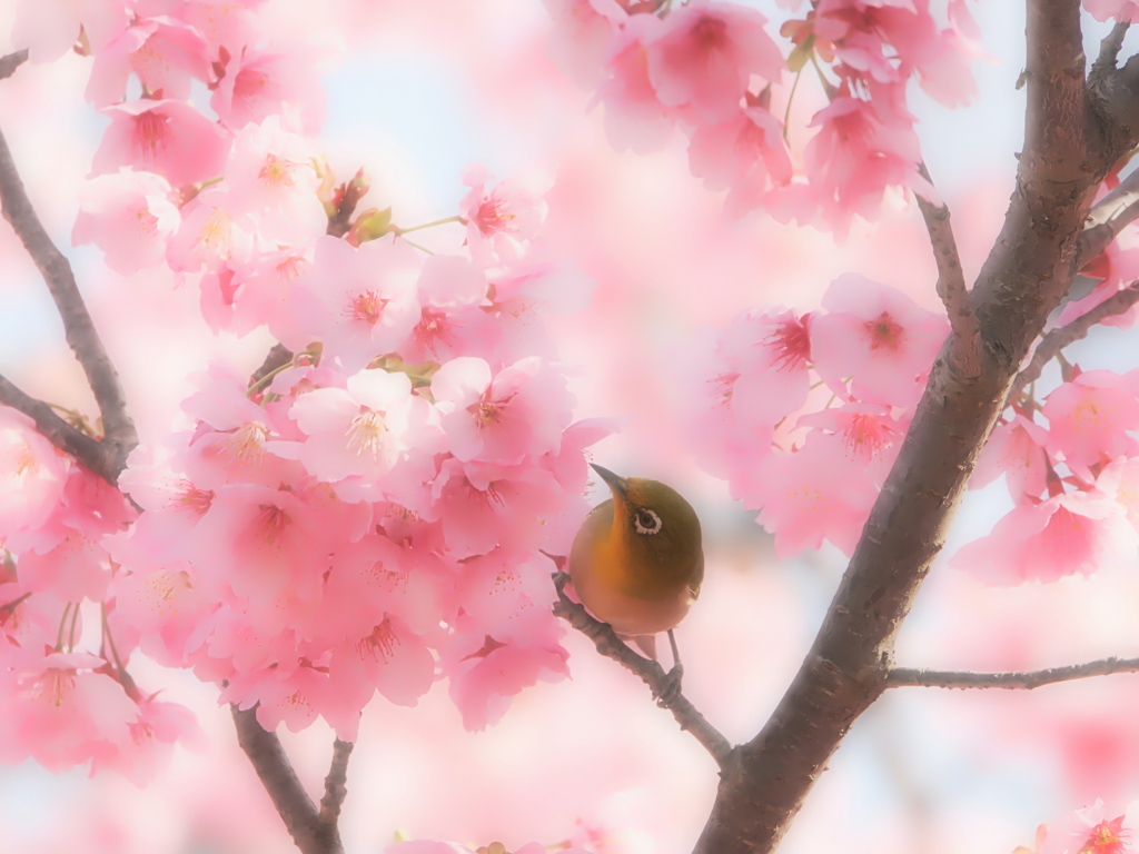 桜の花とサクジローちゃん　今度はどれにしようかな？