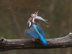 わわわわわ・・・ちょっとタイム、タイムってばー！！
