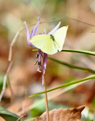 カタクリの花と蝶々　コンバータレンズTC-14を付けて