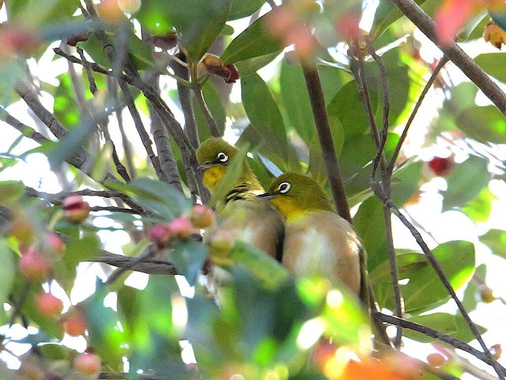 イチャイチャする二人