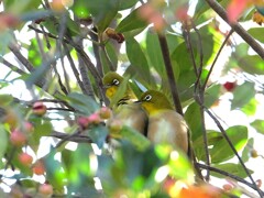 イチャイチャする二人