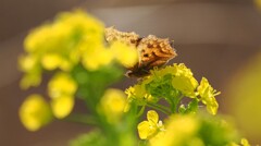 やっと春になったんだ、美味しい蜜をたらふく頂くぞ！
