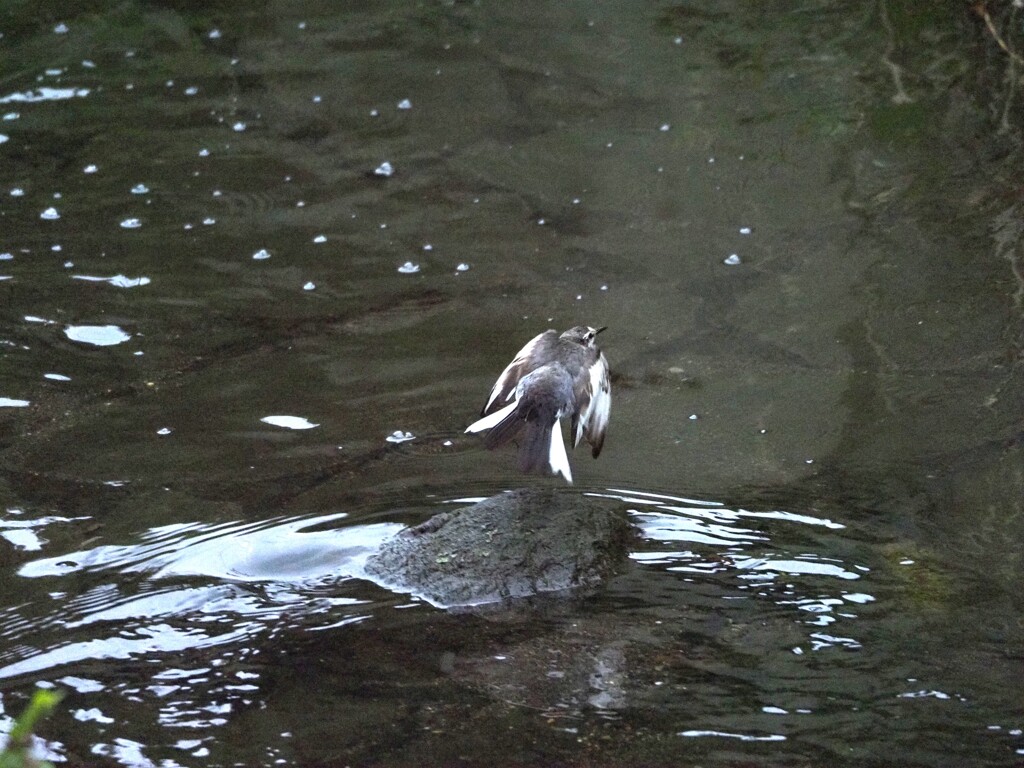 謝ってこよう～
