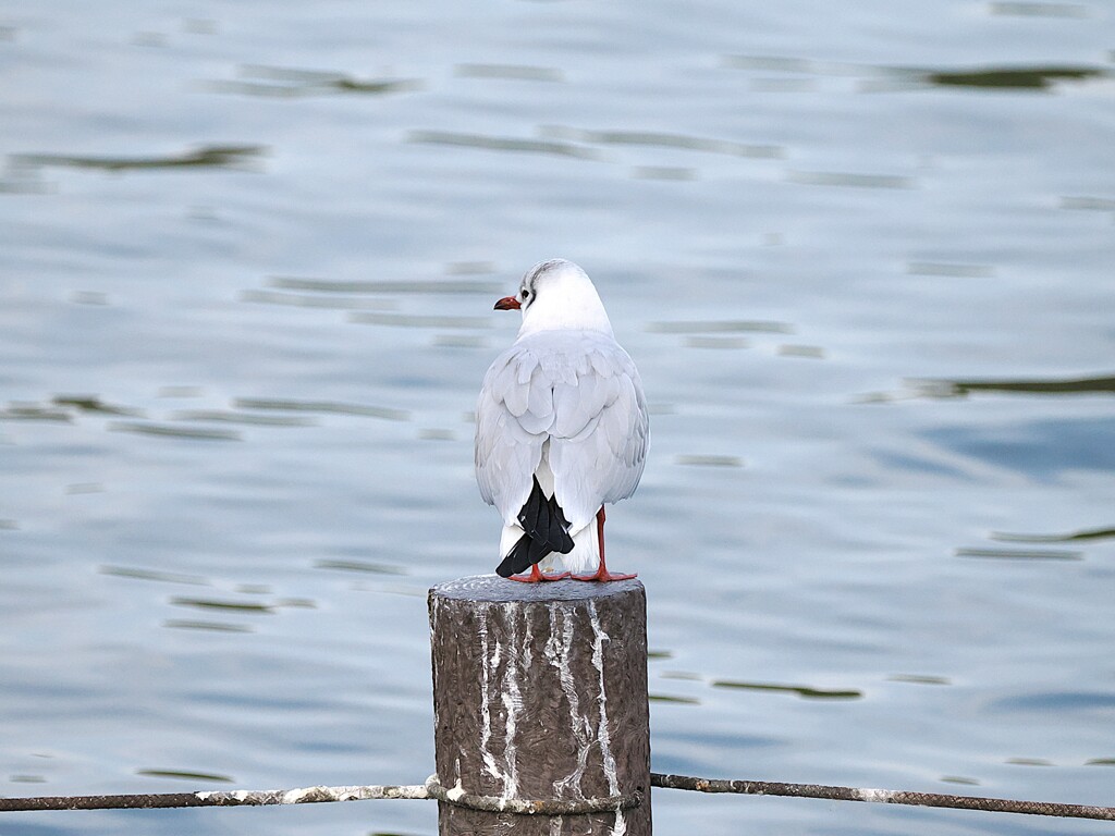 いいな～、俺も食べたいな～ ( ﾉД`)　グ～ゥ～～♪