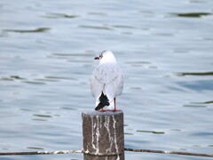 いいな～、俺も食べたいな～ ( ﾉД`)　グ～ゥ～～♪