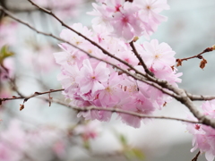 近所の散歩　桜　スナップ写真　Ⅲ